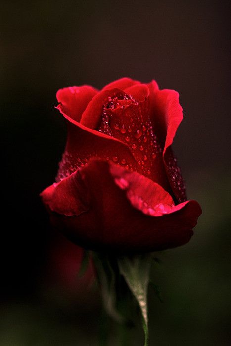 花艺 红色玫瑰